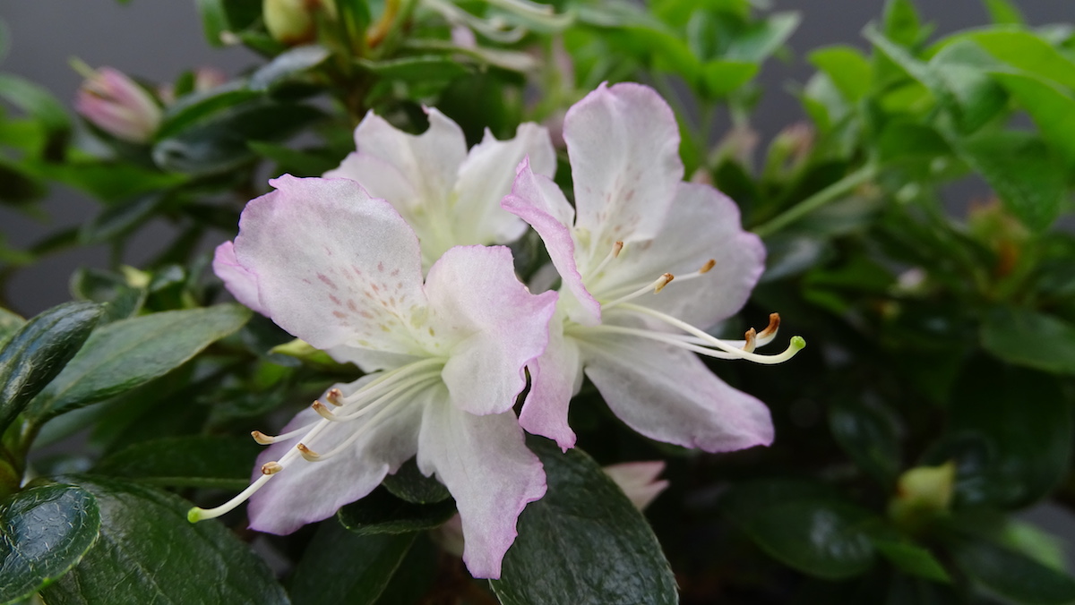Osaraku seedling